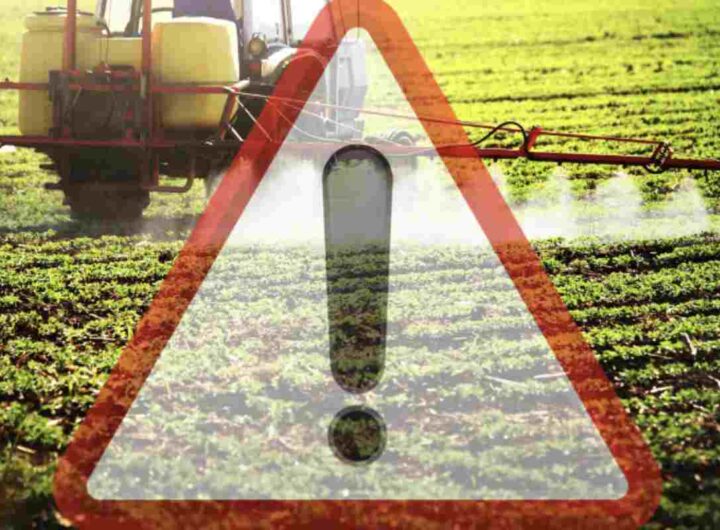 Questo richiamo è stato motivato dalla presenza di pesticidi superiori ai limiti consentiti dalla normativa vigente.